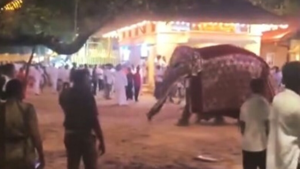 פיל תקף משתתפים בפסטיבל בסרי לנקה  (צילום: Twitter/@SriLankaTweet, רשתות חברתיות)