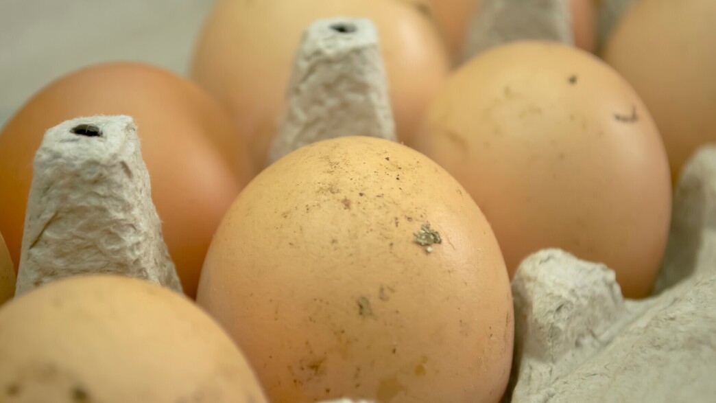 תבנית ביצים מלוכלכות (צילום: k1tyara, SHUTTERSTOCK)