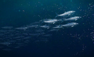 להק דגים בים עם חלקיקי מיקרו-פלסטיק, מיקרופלסטיק (צילום: Dotted Yeti, SHUTTERSTOCK)