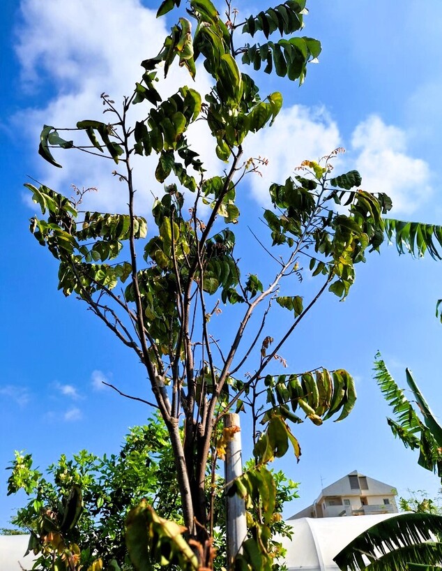 עצי פרי ג יער מאכל רעננה (צילום: מירי ישראלי)
