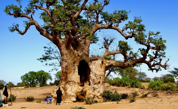 עץ באובב סנגל (צילום: arcangela, shutterstock)