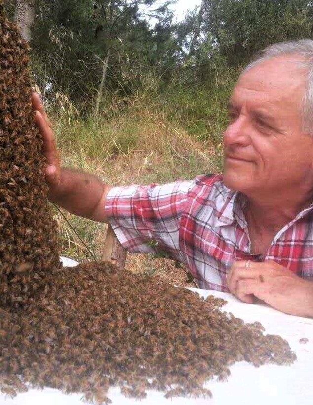 דבורים יוסי אוד ג (צילום: באדיבות יוסי אוד)