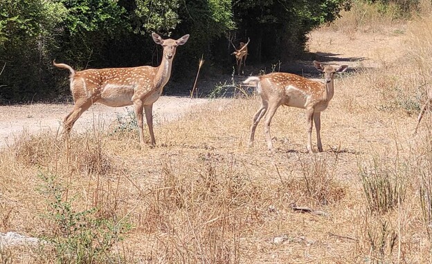 גן לאומי חורשת טל (צילום: מג'די דמקסי, רשות הטבע והגנים)