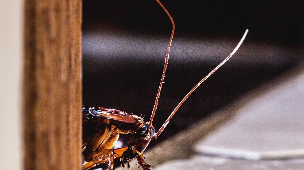 ג'וק על הרצפה מציץ מהדלת, תיקנים