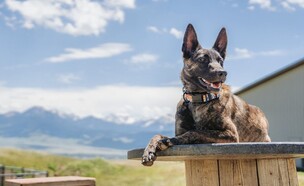 כלב שמירה של סוולין (צילום: אתר Svellin, יחסי ציבור)