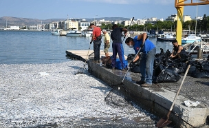 יוון דגים מתים (צילום: ALEXANDROS ALAMANIOTIS , getty images)