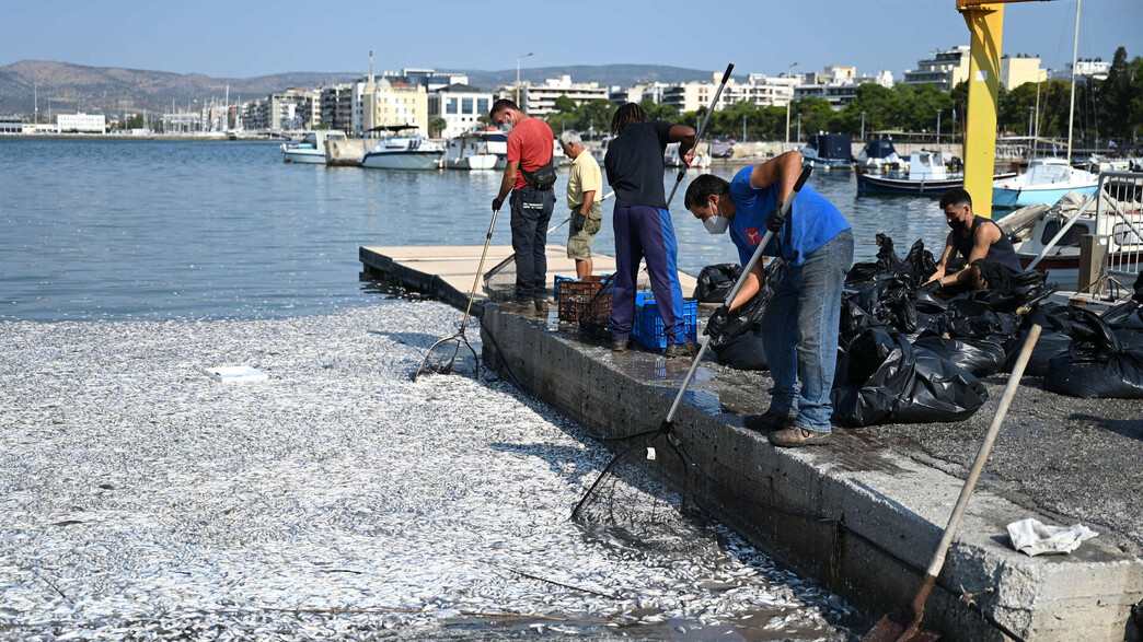 יוון דגים מתים (צילום: ALEXANDROS ALAMANIOTIS , getty images)