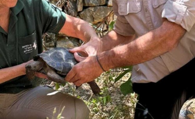 צב גלאפגוס (צילום: רשות הטבע והגנים)