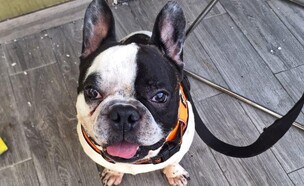 ויטו הכלב שמת בטיסת אל על