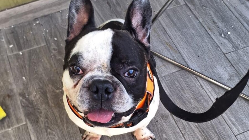 ויטו הכלב שמת בטיסת אל על ויטו הכלב שמת בטיסת אל על