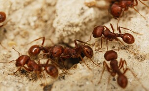 נמלי אש, נמלים אדומות (צילום: cctm, SHUTTERSTOCK)