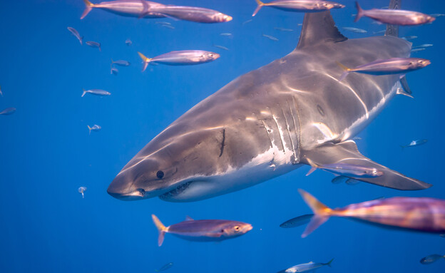 כרישים בים (צילום: 123RF‏)