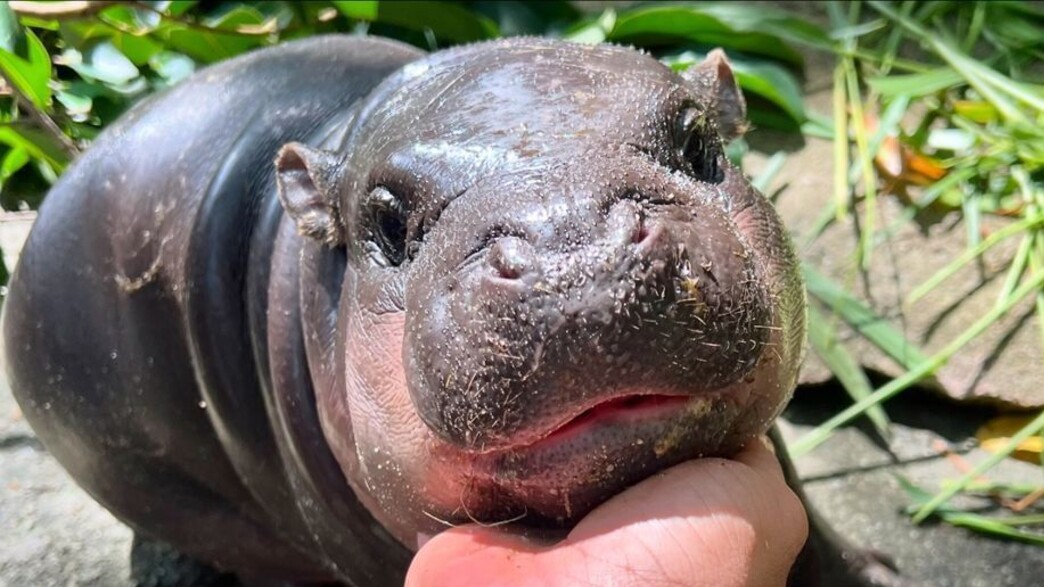 מו דאנג, גורת היפופוטם ננסי