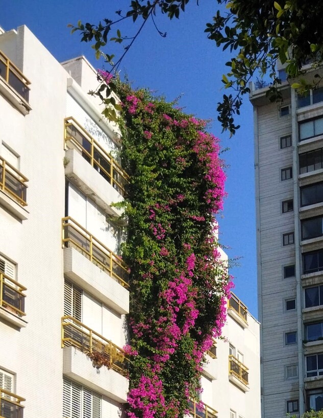 בוגנביליה ברחוב קליי ג  (צילום: בלה אלוני)