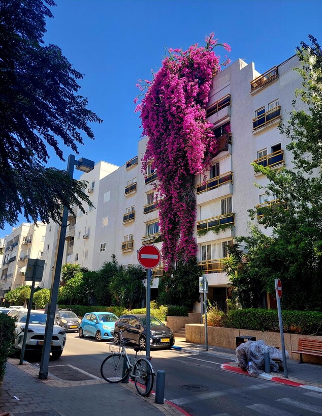 בוגנביליה ברחוב קליי ג תמונה עדכנית  (צילום: בלה אלוני)