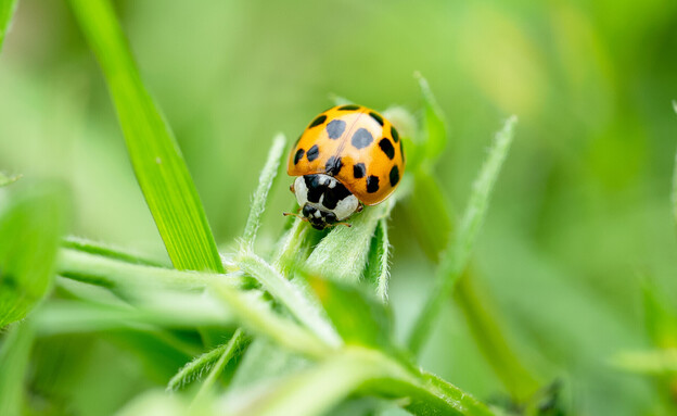 חיפושית אסייתית צהובה (צילום: Ann in the uk, SHUTTERSTOCK)