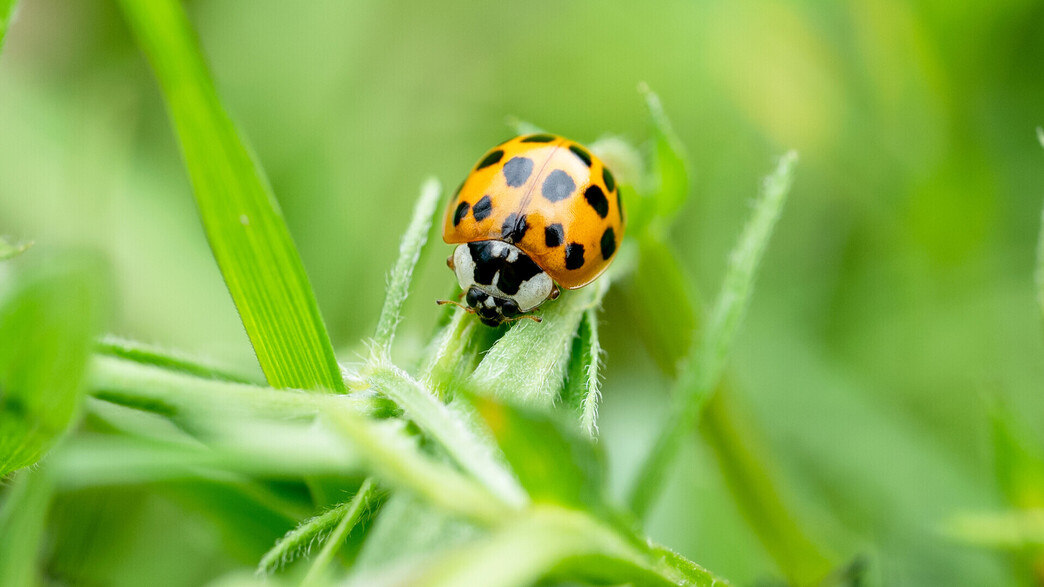 חיפושית אסייתית צהובה (צילום: Ann in the uk, SHUTTERSTOCK)