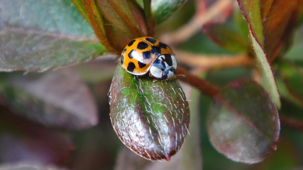חיפושית אסייתית צהובה