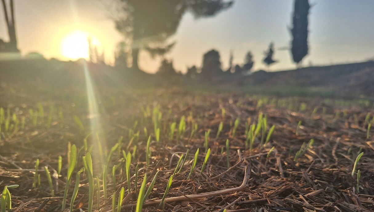 צמיחה מחודשת ביער בארי (צילום: רון באט)