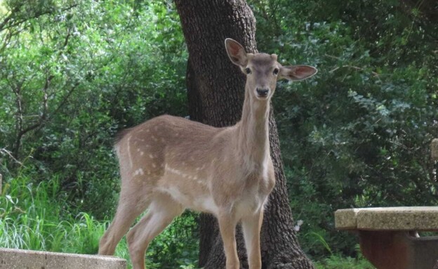 יחמור פרסי (צילום: רן פרץ רשות הטבע והגנים)