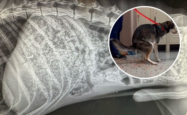 הכלב בלע שקית שלמה של אורביז (צילום: מתוך הרשתות החברתיות לפי סעיף 27א׳ לחוק זכויות יוצרים)