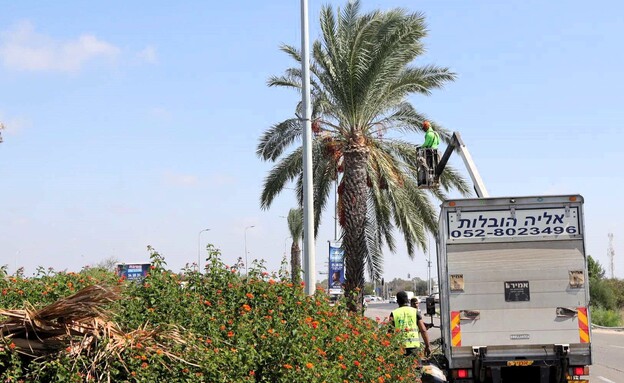 סכך אשקלון סכך אשקלון