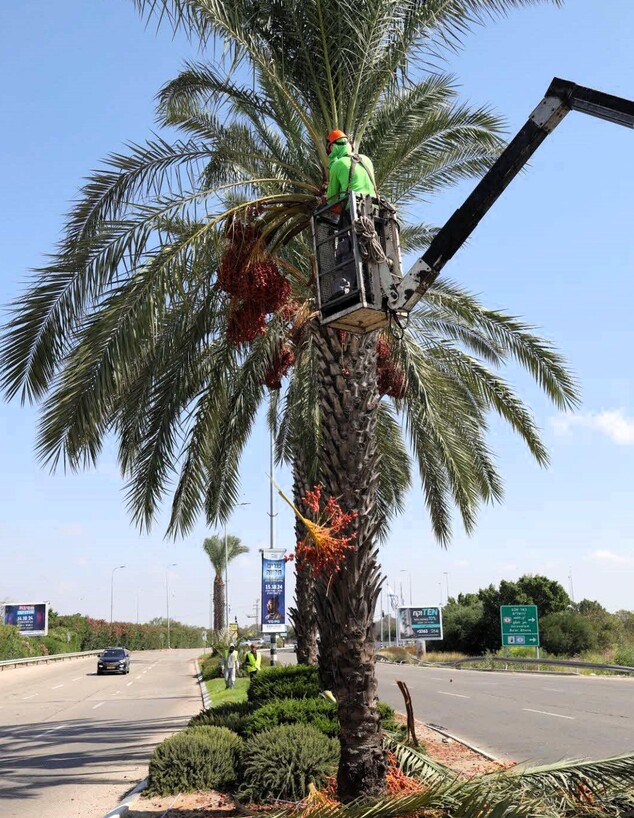 סכך ג אשקלון סכך ג אשקלון