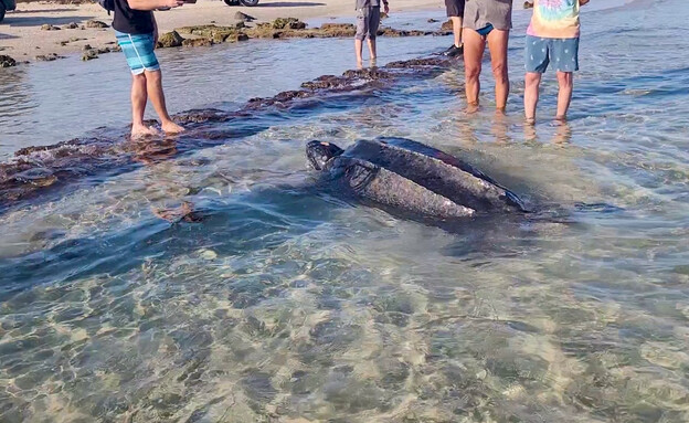 צב ים פצוע הגיע לחופי ישראל