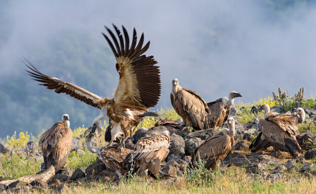 ארבעת המינים  (צילום: shutterstock)