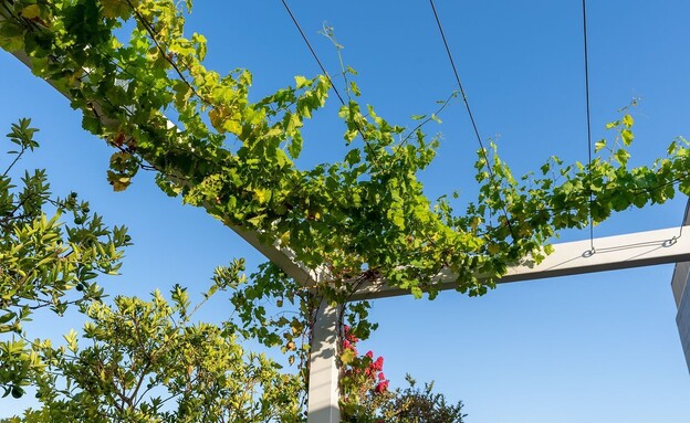 סוכות טבעיות ג עיצוב כרכום עיצוב נוף אלון גרגו (צילום: אלון גרגו)