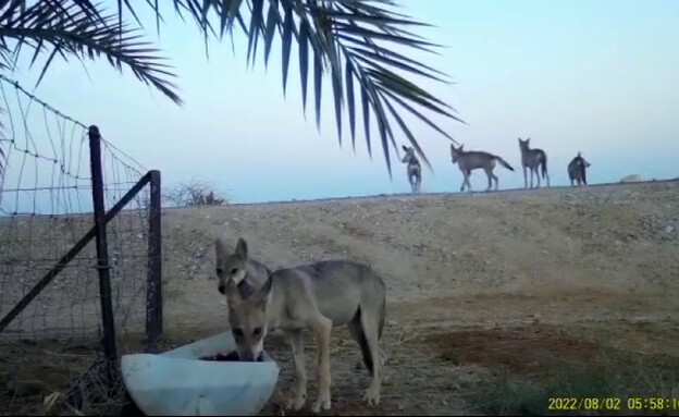 חיות בר שותות משוקת במושב פראן שבערבה (צילום: רשות הטבע והגנים)