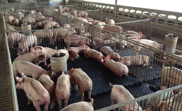 Avian flu was first discovered in pigs