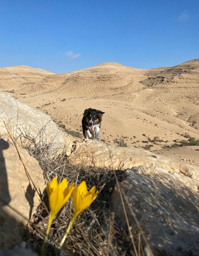 פריחת חלמוניות בנגב (צילום: מיקה גרוס)