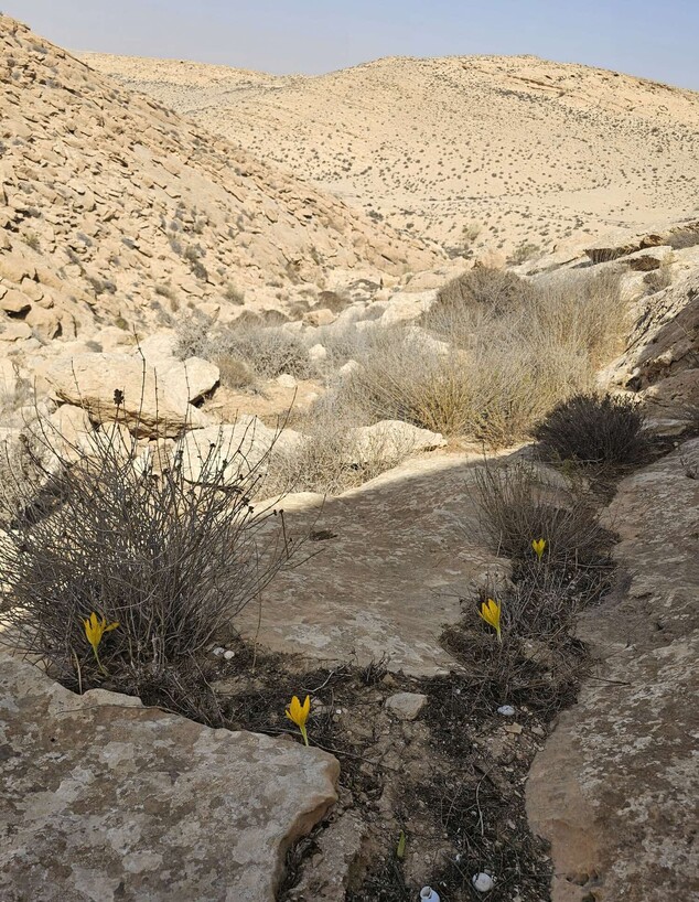 חלמוניות בנגב (צילום: מיכאל ביטון)