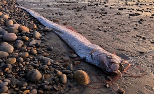 דג משוט (צילום: Scripps Institution of Oceanography, Twitter)