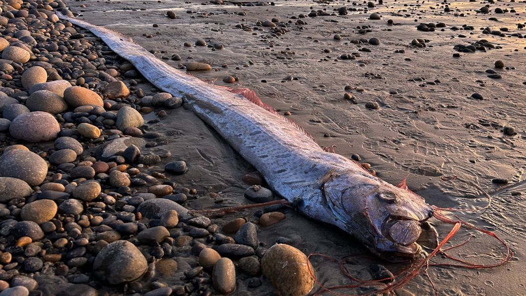 דג משוט (צילום: Scripps Institution of Oceanography, Twitter)