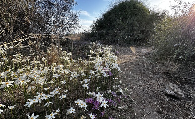 פרחים גבעת האשחרים  (צילום: מירב טלמור-קשי)