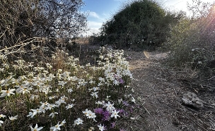 פרחים גבעת האשחרים  (צילום: מירב טלמור-קשי)