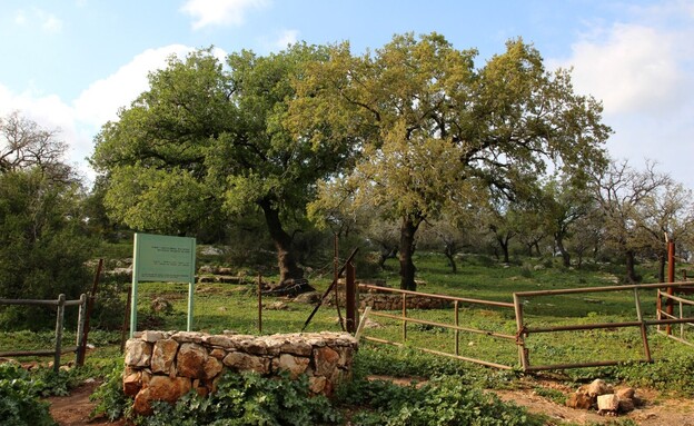 אלוני אבא (צילום: יעקב שקולניק, רשות הטבע והגנים)