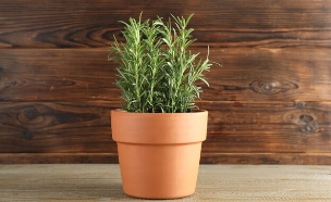 רוזמרין בעציץ (צילום: New Africa, SHUTTERSTOCK)