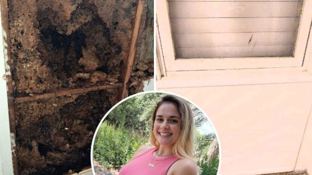 קן צרעות קורל אריקה יונס קן צרעות קורל אריקה יונס