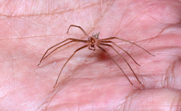 עכביש על כף יד Brown Recluse Spider (צילום: Pong Wira, SHUTTERSTOCK)