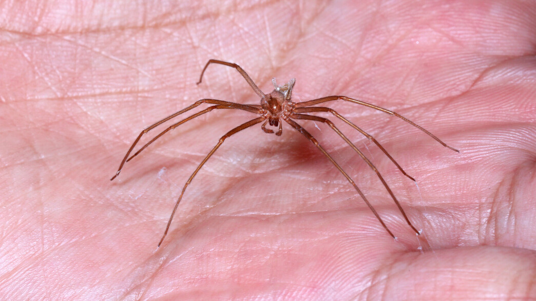 עכביש על כף יד Brown Recluse Spider (צילום: Pong Wira, SHUTTERSTOCK)