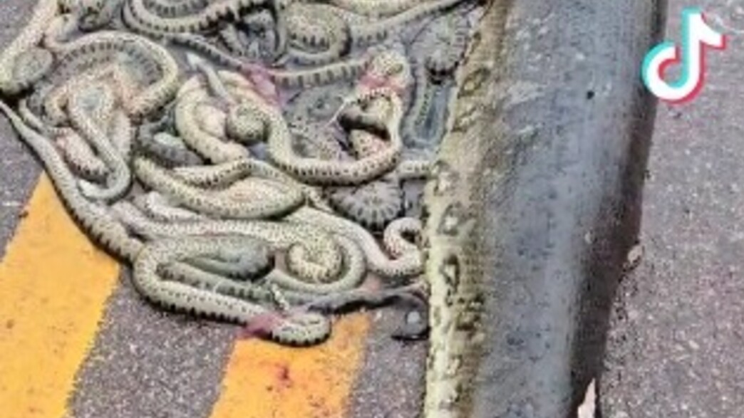 האנקונדה שנדרסה