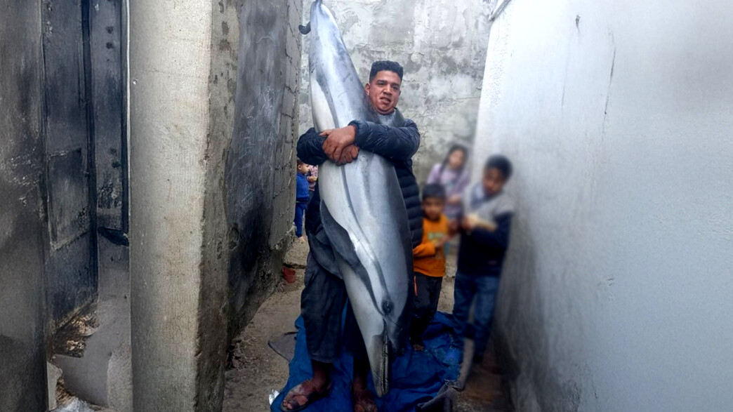 דולפין שדגו עזתים 