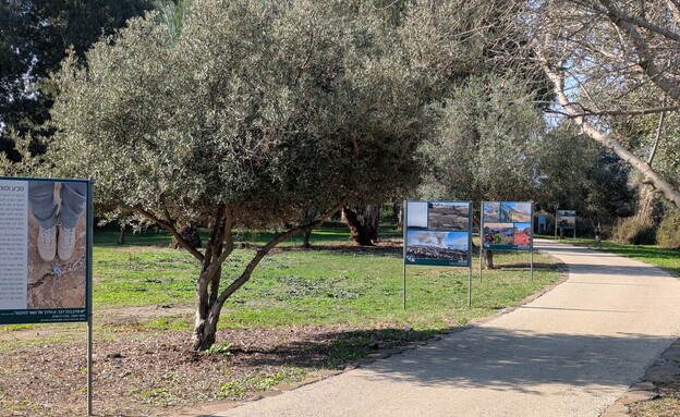 מג'רסה (צילום: אילן ארנון)