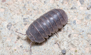 אורי כדורי טחבית (צילום: JorgeOrtiz_1976 shutterstock)