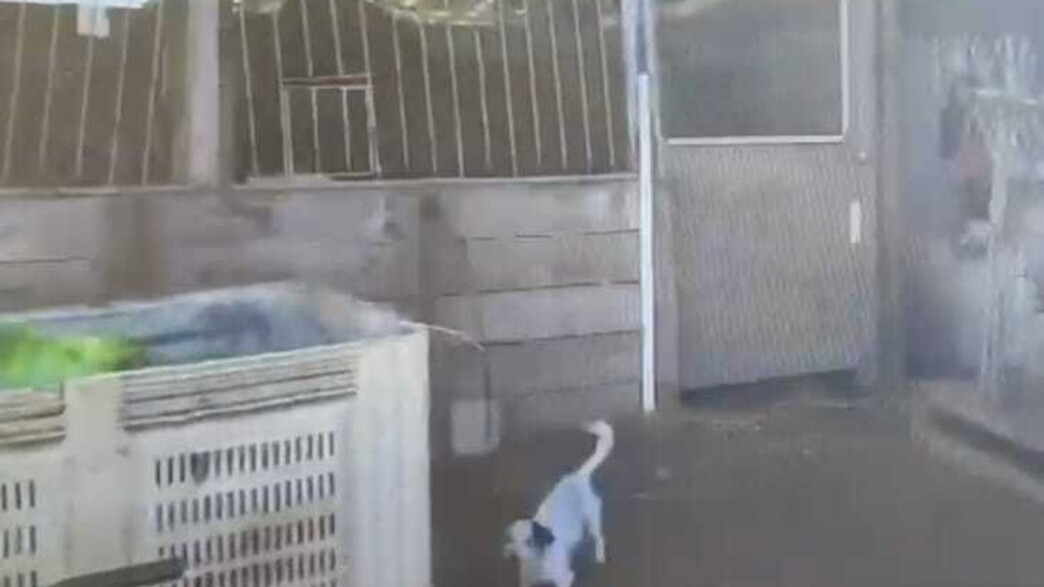 אחד הכלובים במתחם ששימש עפ החשד לכליאת הקורבן