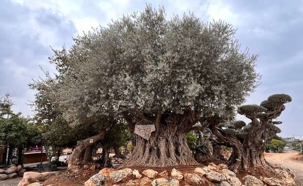 עץ זית עתיק משתלת דרך הזית (צילום: דניאל ארזי)