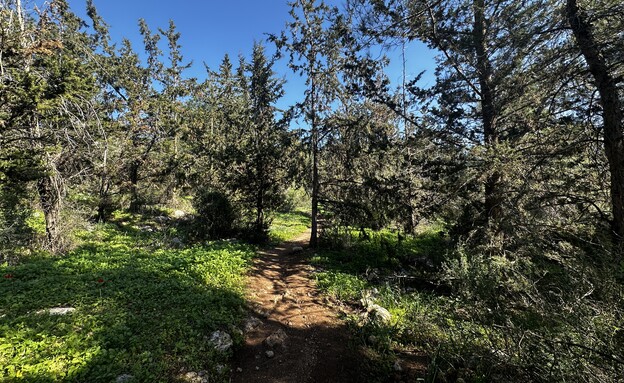 יער עופר השביל הקסום (צילום: מירב טלמור-קשי)